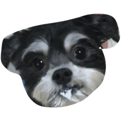[LINEスタンプ] 山下家のペット達