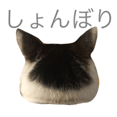 [LINEスタンプ] うちのひーちゃんスタンプ