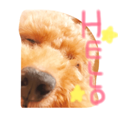 [LINEスタンプ] チロルくん