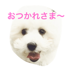 [LINEスタンプ] HELLO  beruni-ni