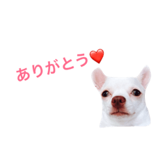 [LINEスタンプ] パピーチワワちゃんの日々