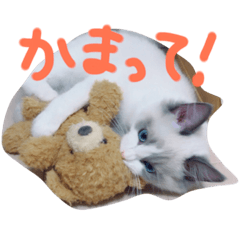 [LINEスタンプ] 猫のマーチ(ラグドール)