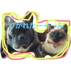 [LINEスタンプ] あきねこたん