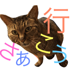[LINEスタンプ] 猫のタマちゃん（日常会話編）