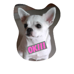 [LINEスタンプ] Latte Chihuahua