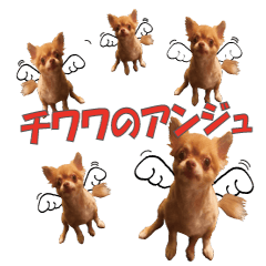 [LINEスタンプ] チワワのアンジュ