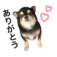 [LINEスタンプ] ちわわ親子