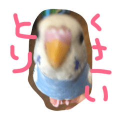 [LINEスタンプ] セキセイインコのきのこ