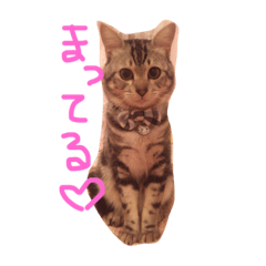 [LINEスタンプ] ゆるり猫さん