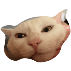 [LINEスタンプ] my sweet cats face