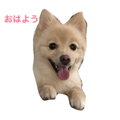 [LINEスタンプ] Hello,Dog