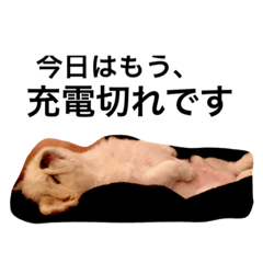 [LINEスタンプ] ペキニーズボムらいふ