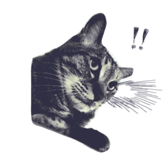 [LINEスタンプ] ねこ、とは