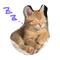 [LINEスタンプ] 猫の居る毎日。家族。