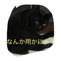 [LINEスタンプ] ねこ25