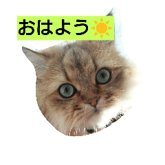 [LINEスタンプ] 笑(にこ)ちゃん