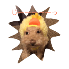 [LINEスタンプ] ココアスタンプ 1