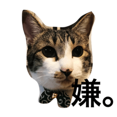 [LINEスタンプ] うちの猫のニアとつうこ