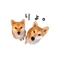 [LINEスタンプ] 柴犬おしひじ 1