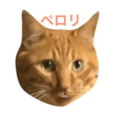 [LINEスタンプ] こなつという猫のスタンプ