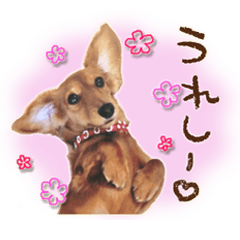 [LINEスタンプ] ダックス犬 写真 ここわん4 日常会話編