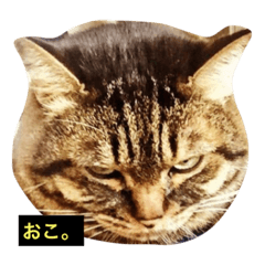 [LINEスタンプ] 我輩は多分、猫