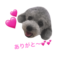 [LINEスタンプ] トイプードルシルバーちゃい君