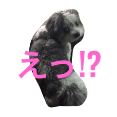 [LINEスタンプ] わんころぼーず くー