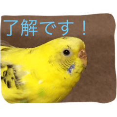 [LINEスタンプ] ぴっぴの気持ち
