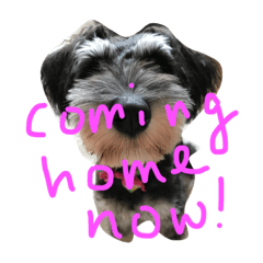 [LINEスタンプ] Jiji Schnauzer