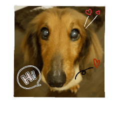 [LINEスタンプ] チャマルと一緒に…