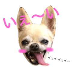 [LINEスタンプ] チワワのララ