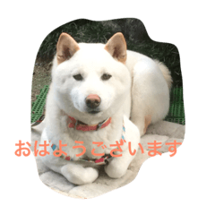 [LINEスタンプ] 白柴ムク