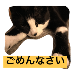 [LINEスタンプ] ドンとハナ