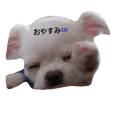 [LINEスタンプ] イロハの一人言