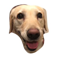 [LINEスタンプ] Loveco the retriever