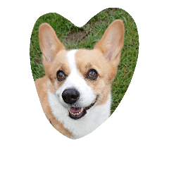 [LINEスタンプ] コーギー犬 momo