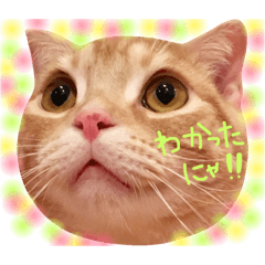 [LINEスタンプ] ねこのごんぞう