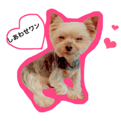 [LINEスタンプ] ヨーキー・ティアラの1日だよ