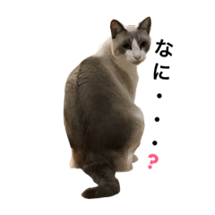 [LINEスタンプ] 変猫