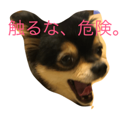 [LINEスタンプ] 小梅。