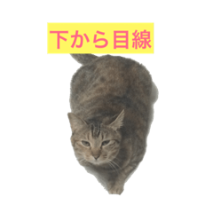 [LINEスタンプ] 猫の日常！