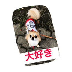 [LINEスタンプ] チワワの僕