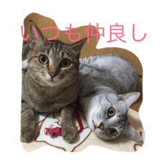 [LINEスタンプ] グー（サバトラ）とデー（キジトラ）
