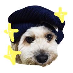 [LINEスタンプ] ミックス犬りょうま 2