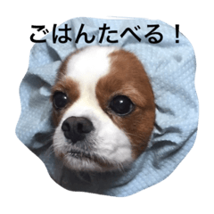 [LINEスタンプ] キャバリアココア