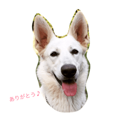 [LINEスタンプ] ホワイトシェパード あやめさん