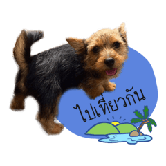 [LINEスタンプ] Mafia Norwich Terrier