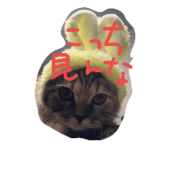 [LINEスタンプ] torachan_cat