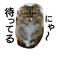 [LINEスタンプ] 猫のスイス:)